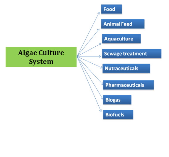 algae to biofuel