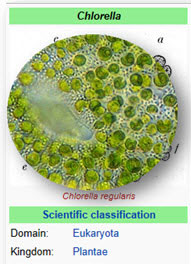 algae cell