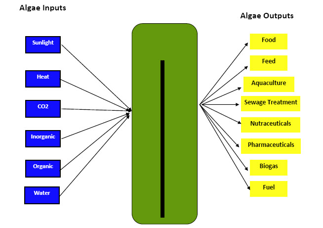 about algae
