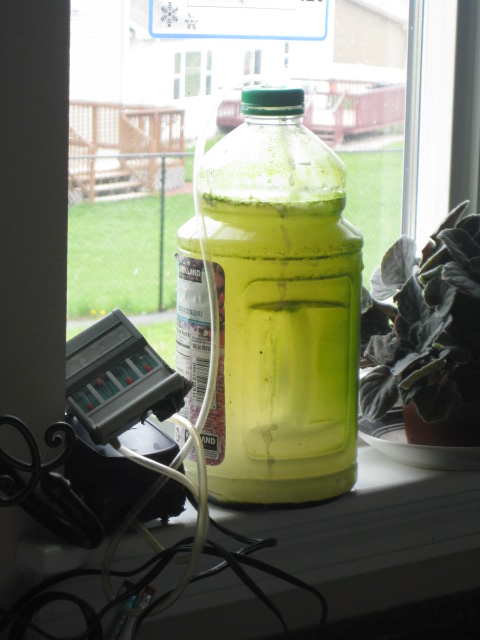 homemade algae bioreactor