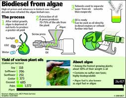 algae biodiesel process