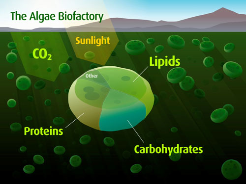 Algae fuel