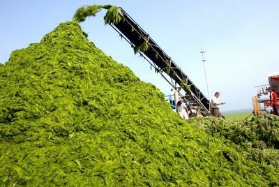 Algae for entrepreneurs