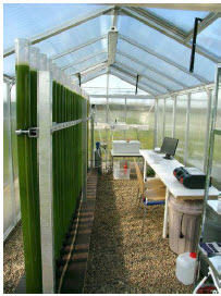 algae greenhouse