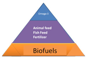 biofuels pyramid