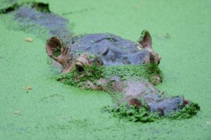 algae micro farming