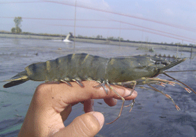 algae aquaculture