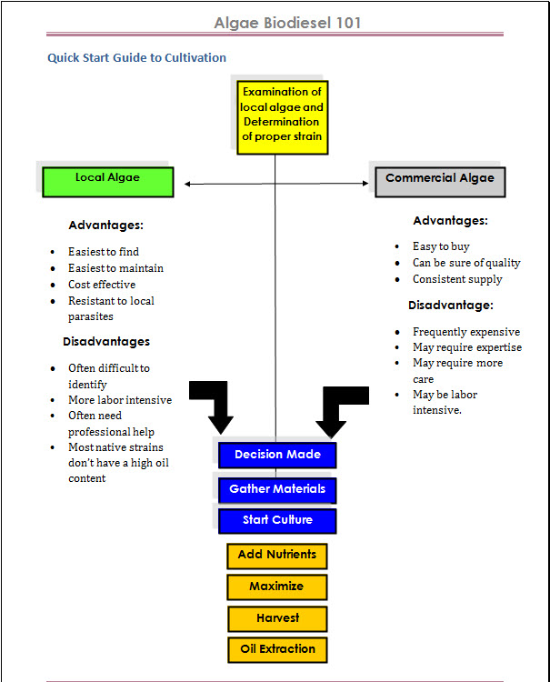 algae biodiesel process