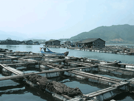 algae aquaculture