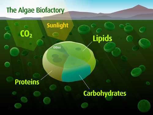 algae biofactory