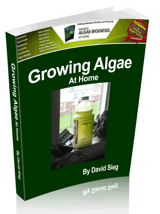 growing algae at home