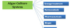 algae bioproducts
