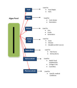 algae bioproducts