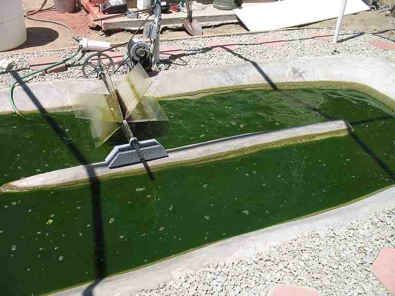 algae oil extraction