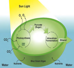 BIOREFINERY FOR producing ethanol from algae