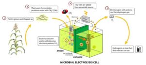 Hydrogen Production from Algae