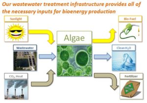 algae for waste water treatment