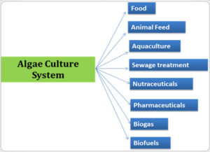 About Algae in the coming century