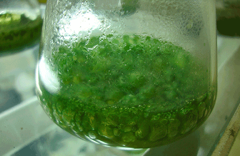 algae biofertilizer
