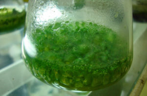 algae bio fertilizer