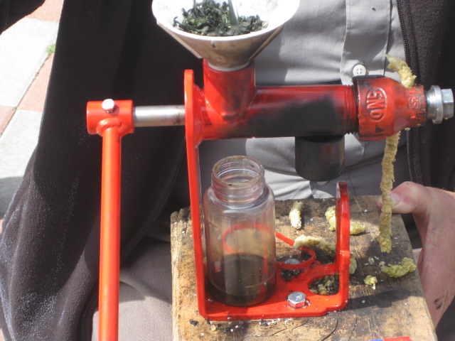 algae oil extraction