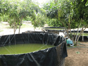 Micro Algae Supplements