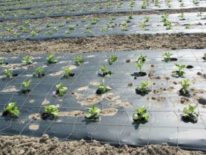 Algae Bioplastics