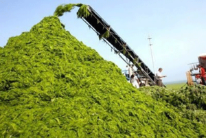 algal biomass