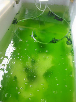 algae test bio ponds
