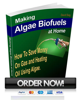 algae biodiesel