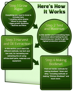 algae biodiesel process