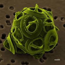 algae culture
