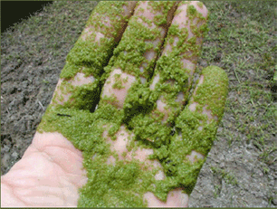 algae powder